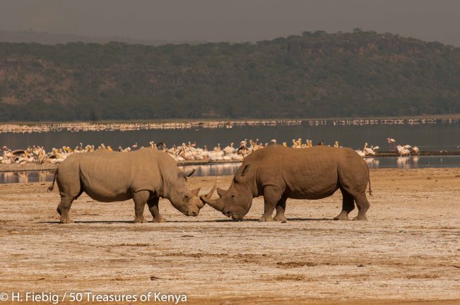 Two white rhinos crossing horns