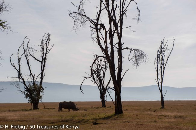 White rhino under dead trees, Lake Nakuru National Park.