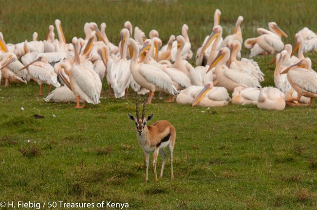 Pelicans and Thomson's gazelle