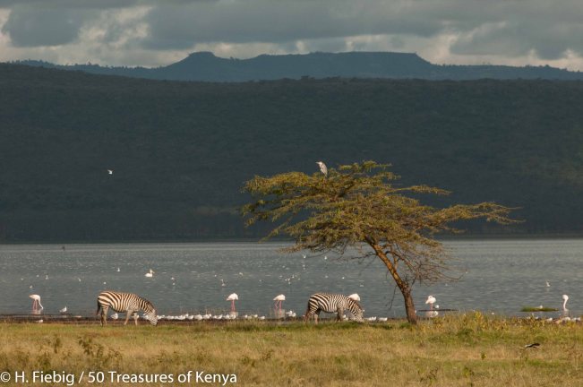 Zebras on Lake Nakuru, in the backdrop Lion Hill and the Eastern rims of the Rift valley escarpment.