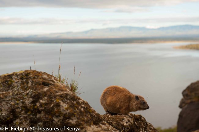 Rock Hyrax on Baboon Cliffs, Lake Nakuru National Park